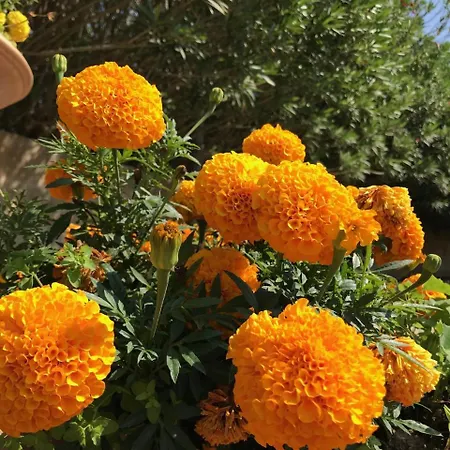 Club Koine 4* Οτράντο