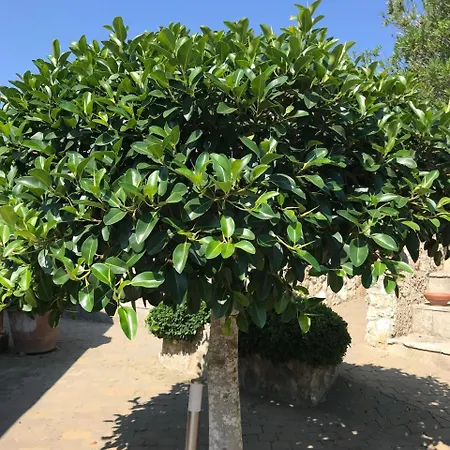 Club Koine Szálloda 4*