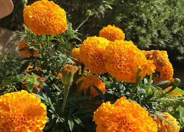 Club Koine 4* Отранто