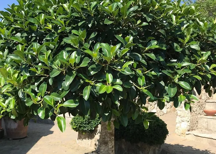 Club Koine Готель 4*